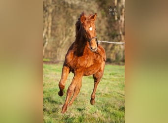 PRE Mix, Stallion, 1 year, 16,1 hh, Chestnut-Red, in Valorbiquet,