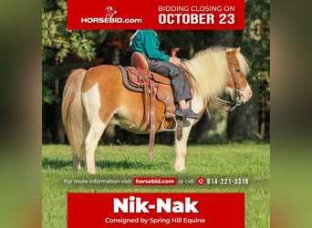 Plus de poneys/petits chevaux, Hongre, 8 Ans, 97 cm, Alezan cuivré, in Cranberry Township,