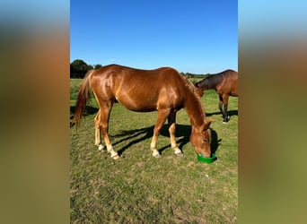 Deutsches Reitpferd, Wallach, 3 Jahre, 163 cm, Fuchs, in Niederzier,
