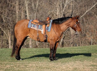 American Quarter Horse, Wallach, 11 Jahre, Falbe, in Somerset,