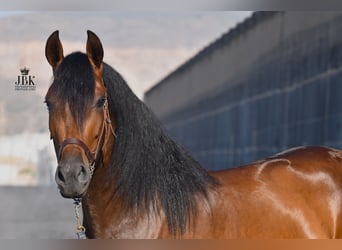 PRE, Giumenta, 3 Anni, 158 cm, Baio, in Tabernas Almeria,