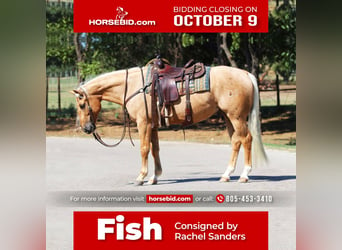 American Quarter Horse, Wallach, 5 Jahre, Palomino, in Joshua, TX,