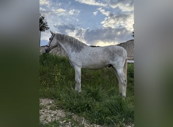 PRE, Castrone, 14 Anni, 166 cm, Grigio, in Fuendetodos