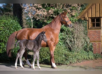 Oldenburg, Stallion, 1 year, Black, in Löningen,