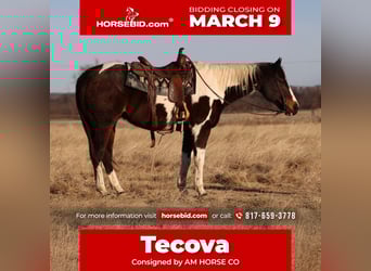 American Paint Horse, Gelding, 12 years, 15,1 hh, Pinto, in Mineral Wells