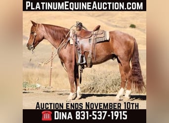 American Quarter Horse, Ruin, 11 Jaar, 147 cm, Roan-Red, in Paicines CA,