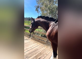 PRE Mix, Stallion, 4 years, 16 hh, Brown, in Merida,