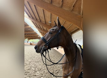 SANTINO