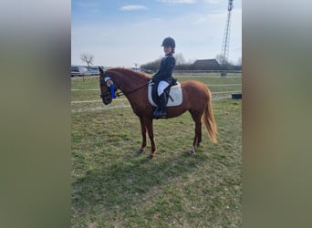 Deutsches Reitpony Mix, Stute, 5 Jahre, Fuchs, in Winsen (Aller),