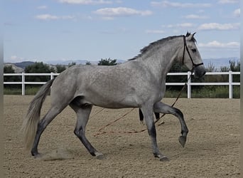 PRE, Ruin, 3 Jaar, 160 cm, Schimmel, in Coín, Málaga