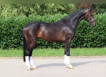 Hannoveraner, Wallach, 4 Jahre, 170 cm, Dunkelbrauner, in Selsingen,