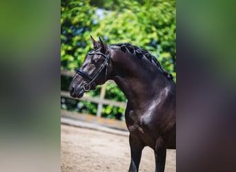 PRE, Hengst, 3 Jaar, 162 cm, Zwart, in Grebenhain