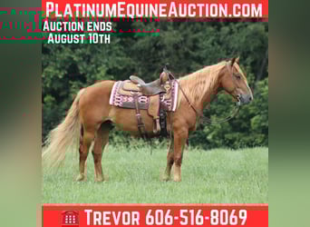 Mustang (amerikanisch), Wallach, 5 Jahre, 152 cm, Dunkelfuchs, in Parkers Lake, KY