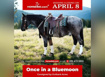American Quarter Horse Mix, Gelding, 4 years, 14.2 hh, Roan-Blue, in Dundee,