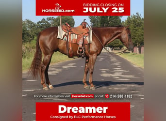 American Quarter Horse, Wallach, 6 Jahre, 152 cm, Dunkelfuchs, in Grand Saline, TX,