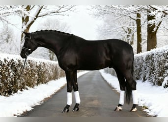 Caballo de deporte alemán, Caballo castrado, 7 años, 168 cm, Negro, in Budapest
