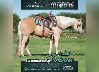 American Quarter Horse, Wallach, 4 Jahre, 147 cm, Palomino, in Addison, TX,