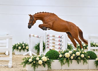 Oldenburger Springpferd, Klacz, 4 lat, 168 cm, Kasztanowata, in ROGOWNICA