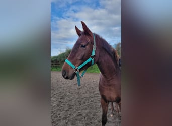 Hanoverian, Mare, 2 years, 16.2 hh, Chestnut, in Moers,