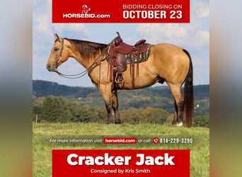 Quarter horse américain, Hongre, 11 Ans, 157 cm, Buckskin, in Clarion,