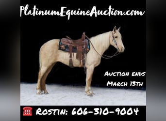 Kentucky Mountain Saddle Horse, Jument, 14 Ans, Palomino, in Whitley City, KY,
