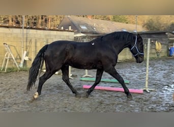 PRE, Ruin, 13 Jaar, 164 cm, Zwart, in Herenthout