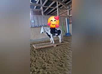 Gypsy Horse, Gelding, 7 years, 12,1 hh, Pinto, in Bad Berleburg