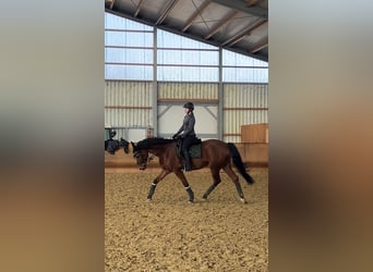 Gelding 13 years