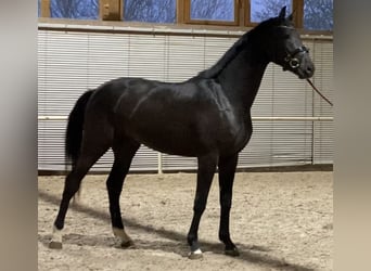 German Sport Horse, Gelding, 4 years, 16.1 hh, Black, in Mehrstetten,