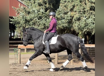 Frison, Hongre, 7 Ans, 173 cm, Noir, in Marseille 06