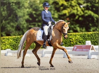 NRPS, Mare, 9 years, 14.1 hh, Palomino, in Oisterwijk,