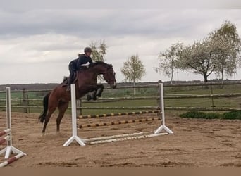 Holstein, Gelding, 4 years, 16,2 hh, Brown, in Borstorf