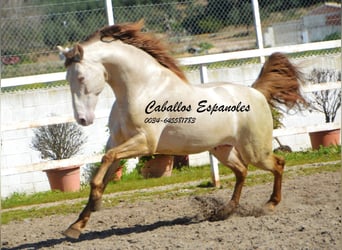PRE, Stallion, 8 years, 15.2 hh, Perlino, in Vejer de la Frontera,