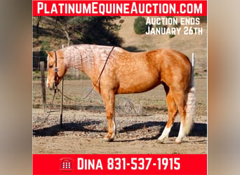 American Quarter Horse, Klacz, 7 lat, 152 cm, Izabelowata, in PAICINES, CA,