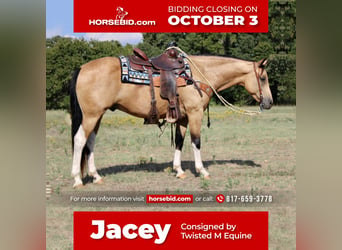 American Quarter Horse, Gelding, 10 years, 15 hh, Buckskin, in Pilot Point, TX,