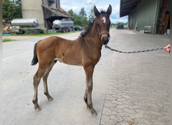 Stallion 