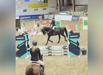 Westfale, Wallach, 6 Jahre, 178 cm, Schwarzbrauner, in Windhagen