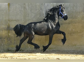Friesian horses, Stallion, 3 years, 16.1 hh, Black, in Ochtendung,
