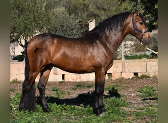 Andalusier, Hengst, 4 Jahre, 166 cm, Falbe, in Mallorca,