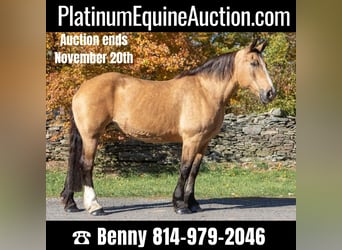 Quarter horse américain, Hongre, 15 Ans, 165 cm, Buckskin, in Everette PA,