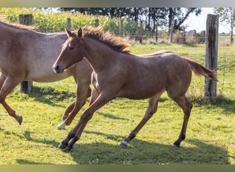 American Quarter Horse, Klacz, Źrebak (04/2024), 155 cm, Gniadodereszowata, in Helmbrechts,