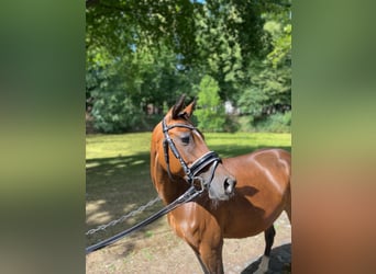 Andere Rassen, Merrie, 11 Jaar, 140 cm, Bruin, in Wijchmaal