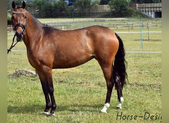 German Riding Pony, Mare, 13 years, 14.1 hh, Brown, in Rehfelde,