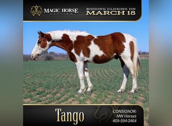 Paint Horse, Ruin, 7 Jaar, 132 cm, Tobiano-alle-kleuren, in Mullin,