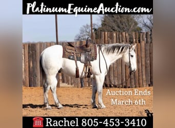 American Quarter Horse, Wallach, 14 Jahre, 152 cm, Blauschimmel, in Joshua, TX,