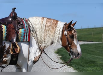 Gypsy Horse Mix, Gelding, 9 years, Tobiano-all-colors, in Millersburg,