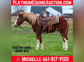 Mustang (amerikanisch), Wallach, 4 Jahre, 142 cm, Dunkelfuchs, in Stephenville TX,