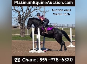 American Quarter Horse, Wallach, 6 Jahre, 163 cm, Rappe, in Jacksboro TX,