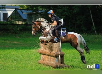 Duitse rijpony, Merrie, 10 Jaar, 145 cm, Gevlekt-paard, in Oirschot
