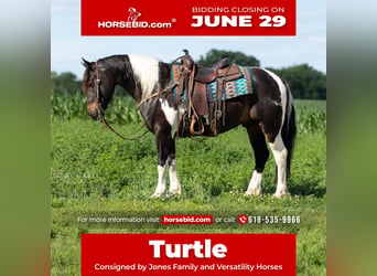 Draft Horse Mix, Castrone, 5 Anni, 152 cm, Pezzato, in Lewistown